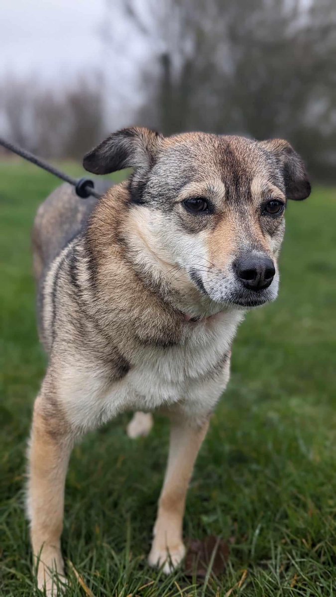 It's #BankHolidayWeekend and this gorgeous girl is sat waiting in kennels in #Immingham  She is around 8 years old
Hope can be a little shy at first but doesn’t take her long come round
A quieter home would be good  for her with not to many visitors in and out.
#Lincolnshire