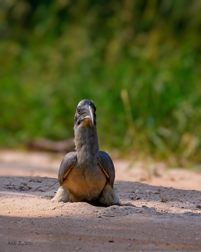 Grey Hornbill mud bath
#Birds #birdwatching #birding #Indiaves #Nikon