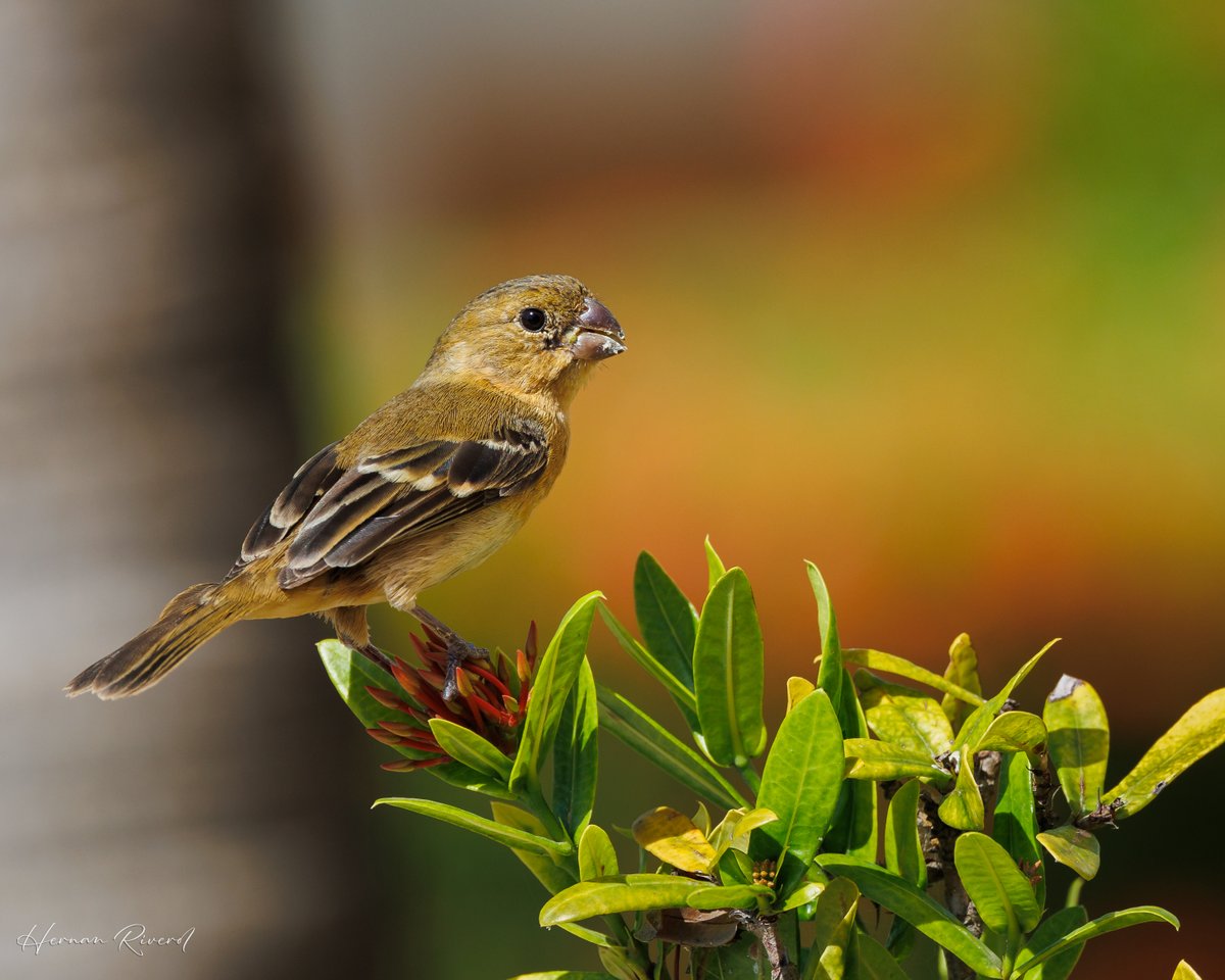 From the backyard, a male and female Morelet's Seedeater (Sporophila morelleti)
Ladyville, Belize
April 2024
#BirdsOfBelize #BirdsSeenIn2024 #birds #birding #birdwatcher #birdphotography #BirdsOfTwitter #BirdsOfX #NaturePhotography #BBCWildlifePOTD