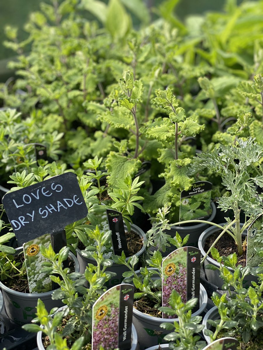 And two markets packed for tomorrow, Sam will be in Petersfield whilst Neil and I will be @ChiswickFlowers So many herbs are ready, we’ll have roughly 150 different varieties with us and they’re looking gorgeous 👌🏻