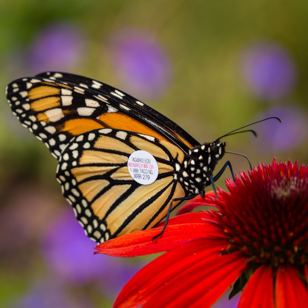 Today is #NationalStartSeeingMonarchsDay! 🦋 Celebrate these butterflies and the start of their 3,000+ mile migration to Mexico. This Mother's Day, honor your mom by sponsoring a monarch butterfly and follow its journey together! connect.toledozoo.org/events/19390