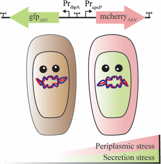 #WeekendReading! You HAVE to check out this insightful #biosensor work 🤩 Biosensor that Detects Stress Caused by Periplasmic Proteins ➡️ go.acs.org/9db Great work folks!🎉