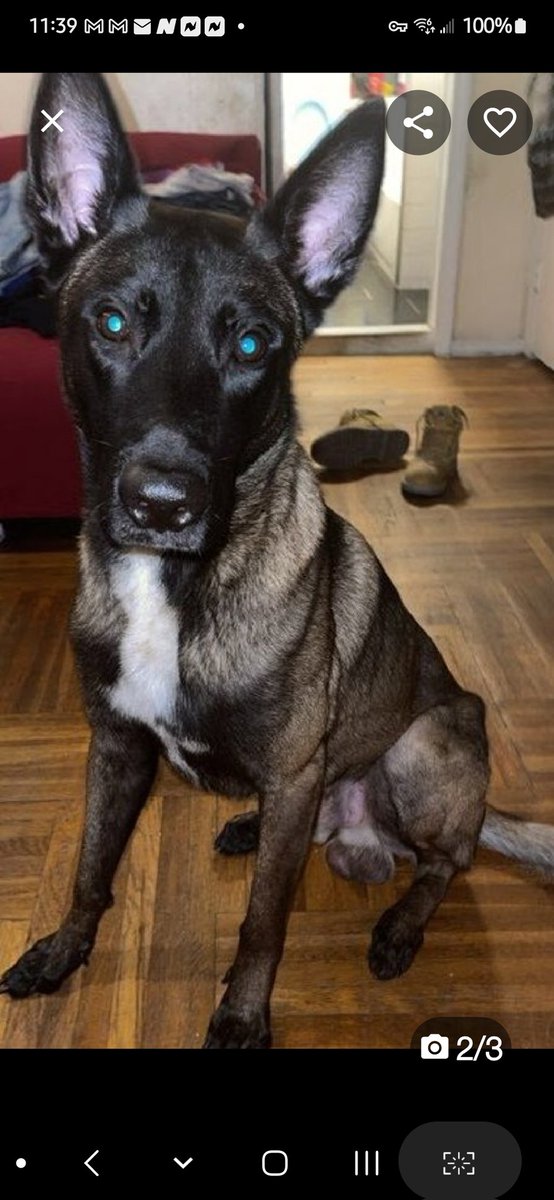 MyBoxerLuvMac1's tweet image. 💞Max💞
▪️New Intake #187920 3y
#NYCACC #NYC
#Adoptme #RescueMe

Gorgeous Malinois mix!
Sweetheart's working hard on doggie manners, eager 2 pleas.
Needs patience, understanding, 2 build confidence.
Smart boy needs loving, #Adopter/N.East #Foster, 2 flourish. 

Pls #pledge 
💞Max