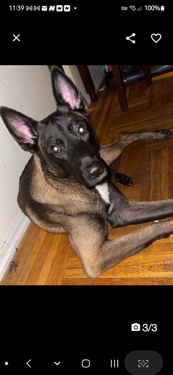 MyBoxerLuvMac1's tweet image. 💞Max💞
▪️New Intake #187920 3y
#NYCACC #NYC
#Adoptme #RescueMe

Gorgeous Malinois mix!
Sweetheart's working hard on doggie manners, eager 2 pleas.
Needs patience, understanding, 2 build confidence.
Smart boy needs loving, #Adopter/N.East #Foster, 2 flourish. 

Pls #pledge 
💞Max
