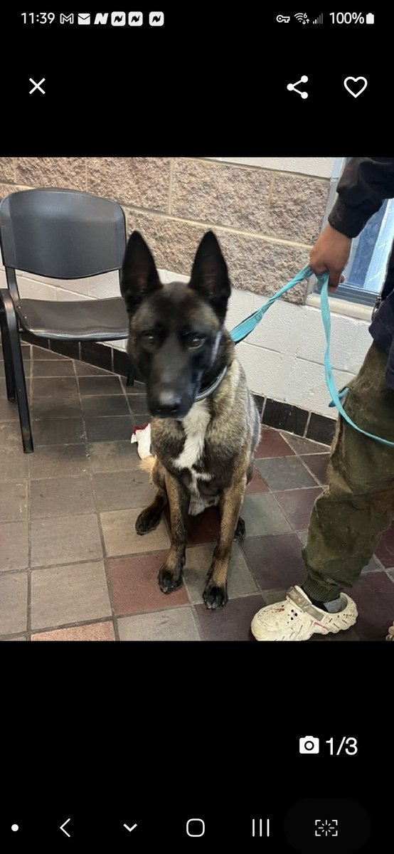 MyBoxerLuvMac1's tweet image. 💞Max💞
▪️New Intake #187920 3y
#NYCACC #NYC
#Adoptme #RescueMe

Gorgeous Malinois mix!
Sweetheart's working hard on doggie manners, eager 2 pleas.
Needs patience, understanding, 2 build confidence.
Smart boy needs loving, #Adopter/N.East #Foster, 2 flourish. 

Pls #pledge 
💞Max