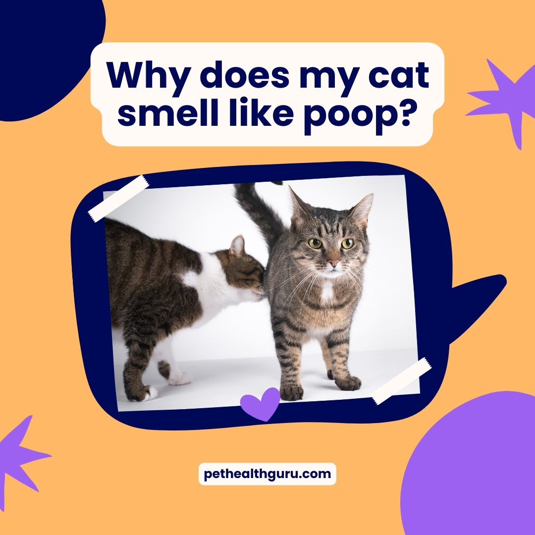Ever wondered why your feline friend occasionally has a less-than-pleasant aroma? 🐱💩 

Discover the common reasons behind your cat's unexpected scent and how you can help them stay fresh. 

Click the link to learn more: ow.ly/eMFO50RwrcB

#CatCare #PetHealth