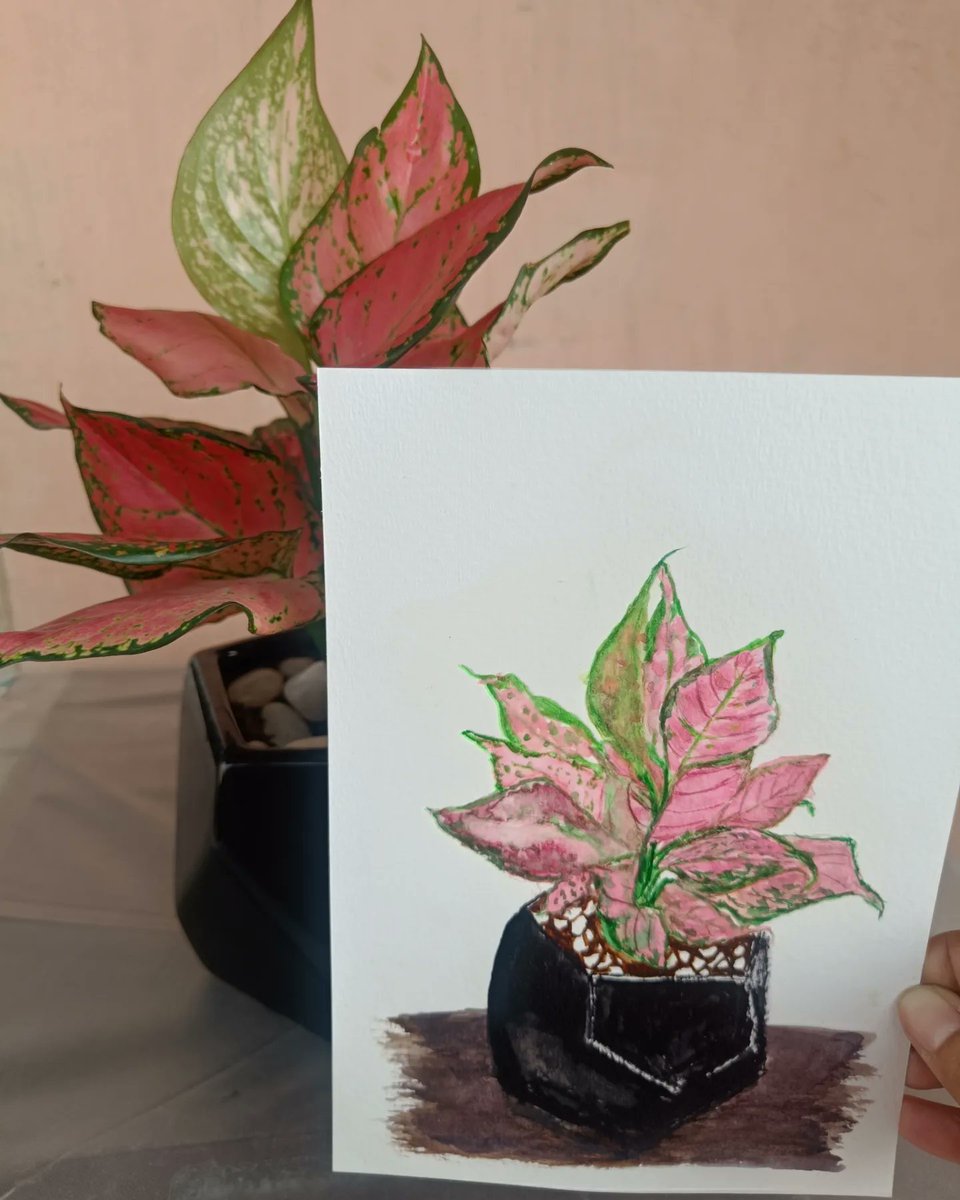 If you love botanical art here's my wee attempt to paint this gorgeous Aglaonema Pink Valentine. DM for price. #ArtbyTee #plants #gardenart #artforhome #artsale