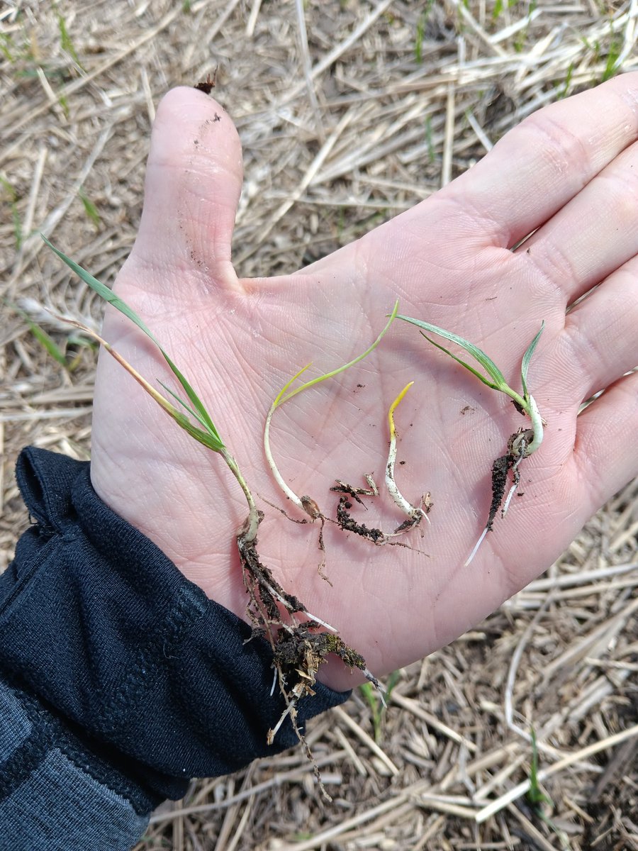 Tiny weeds take a keen eye to spot - be sure to keep your eyes peeled when you're out in the fields these days - THINGS ARE GROWING #agronomist #plant24 #cdnag @CoopAgroWetask @coopagro_crs