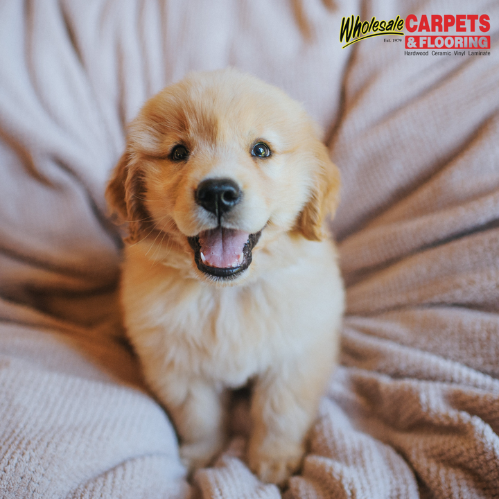 carpetfloor2's tweet photo. Here is the Best Carpet Stain Removers of 2023 
🌟 ℕ𝕒𝕥𝕦𝕣𝕖'𝕤 𝕄𝕚𝕣𝕒𝕔𝕝𝕖 ℂ𝕒𝕣𝕡𝕖𝕥 𝕊𝕙𝕒𝕞𝕡𝕠𝕠
🌟 ℙ𝕦𝕣𝕒𝕔𝕪 ℕ𝕒𝕥𝕦𝕣𝕒𝕝 ℂ𝕒𝕣𝕡𝕖𝕥 &amp; 𝕌𝕡𝕙𝕠𝕝𝕤𝕥𝕖𝕣𝕪 𝕊𝕙𝕒𝕞𝕡𝕠𝕠

#wholesalecarpet #foxrivergroveil #mchenrycountyil # https://t.co/8ul8HKENJD