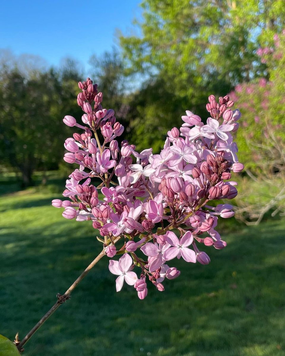 Lilacs are blooming in time for the lilac festival next week 💜💜💜 #thisisroc 📷: Amanda D. #roc