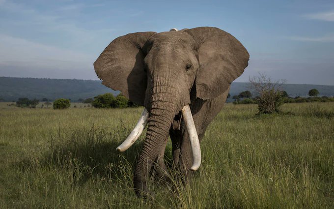 Action as part of the global campaign to ban all trade in Elephant Tusks. thepetitionsite.com/en-gb/634/297/… @Care2