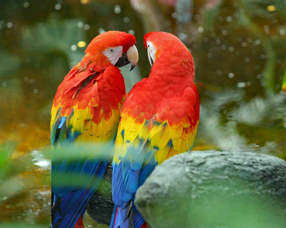 Beautiful ❤️💚💛💙Scarlet Macaws