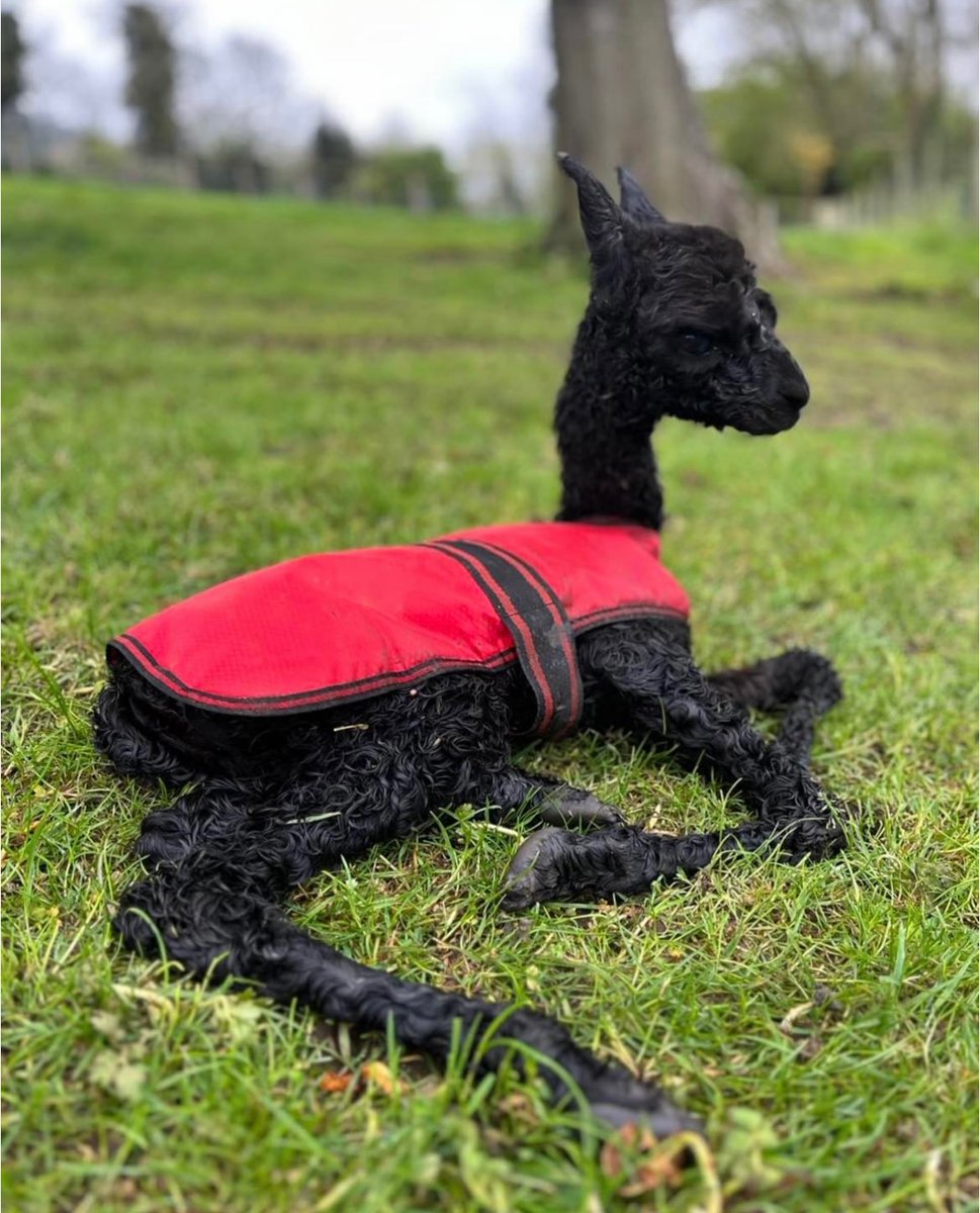 This little guy waited on the perfect day to be born .. our friends from Ballymac Alpaca farm (the farm we worked on at Easter time shearing) their first Cria of 2024 .. hello ‘Chewbacca’ #MayTheFourthBeWithYou #AlpacaLife 🫶🦙💙🌟