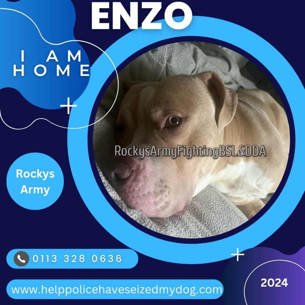 Yay!! #XLBully ENZO is HOME!! ❤️🐾🎉 From @rockysarmyvbsl #UK: Today's good news story. Meet the very handsome Enzo. His dad was unable to complete the exemption process in full and sadly this resulted in Enzo being seized and assessed as an XL bully type. His case went to…