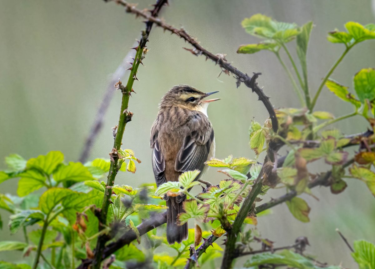The Sedge Warblers are in full voice just now -defending their territory or seeking a mate. 
#Birds #birdwatching #birdphotography