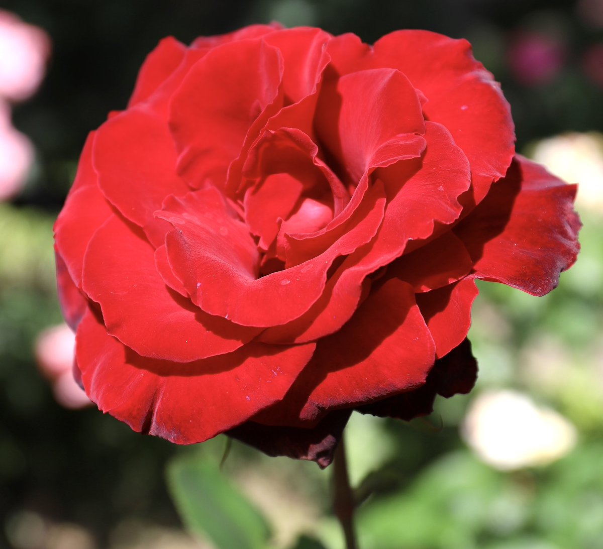 バラ🌹ベルサイユのばら🌹仏 大輪の真紅の花色が美しい！ 宝塚ファンでなくても、このバラの名前には惹かれる。弁質はビロードのようで気品があり堂々とした花姿、まさにベルばらの世界 #バラ #島和太郎 #オフィスアーツ #花 #flowers #庭園 #スイーツ #CM #タレント #モデル #朝 #空