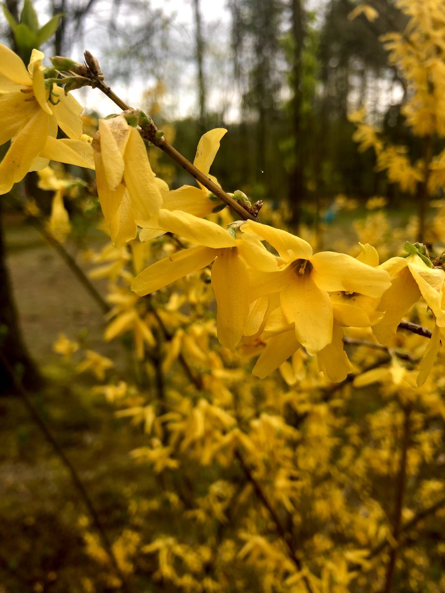 my forsythia is happiness