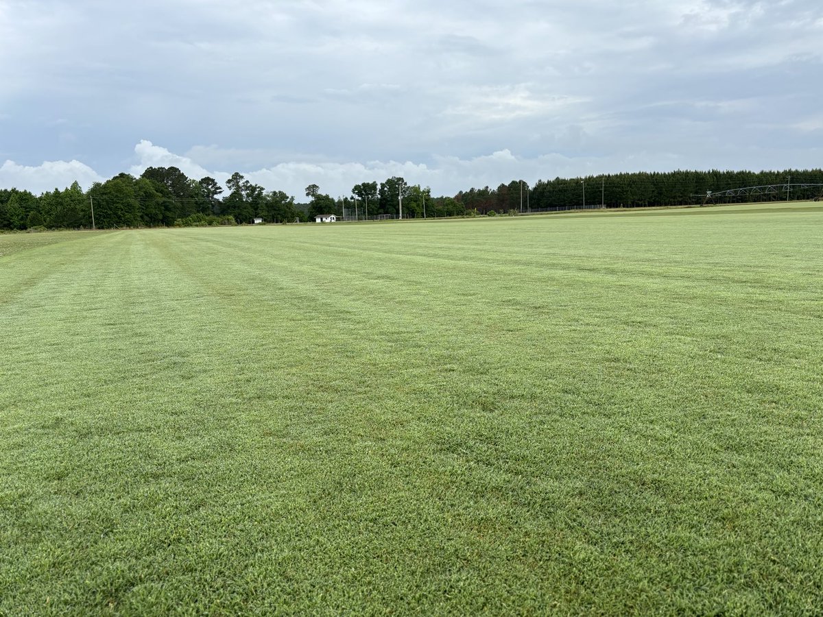 Northbridge Bermudagrass