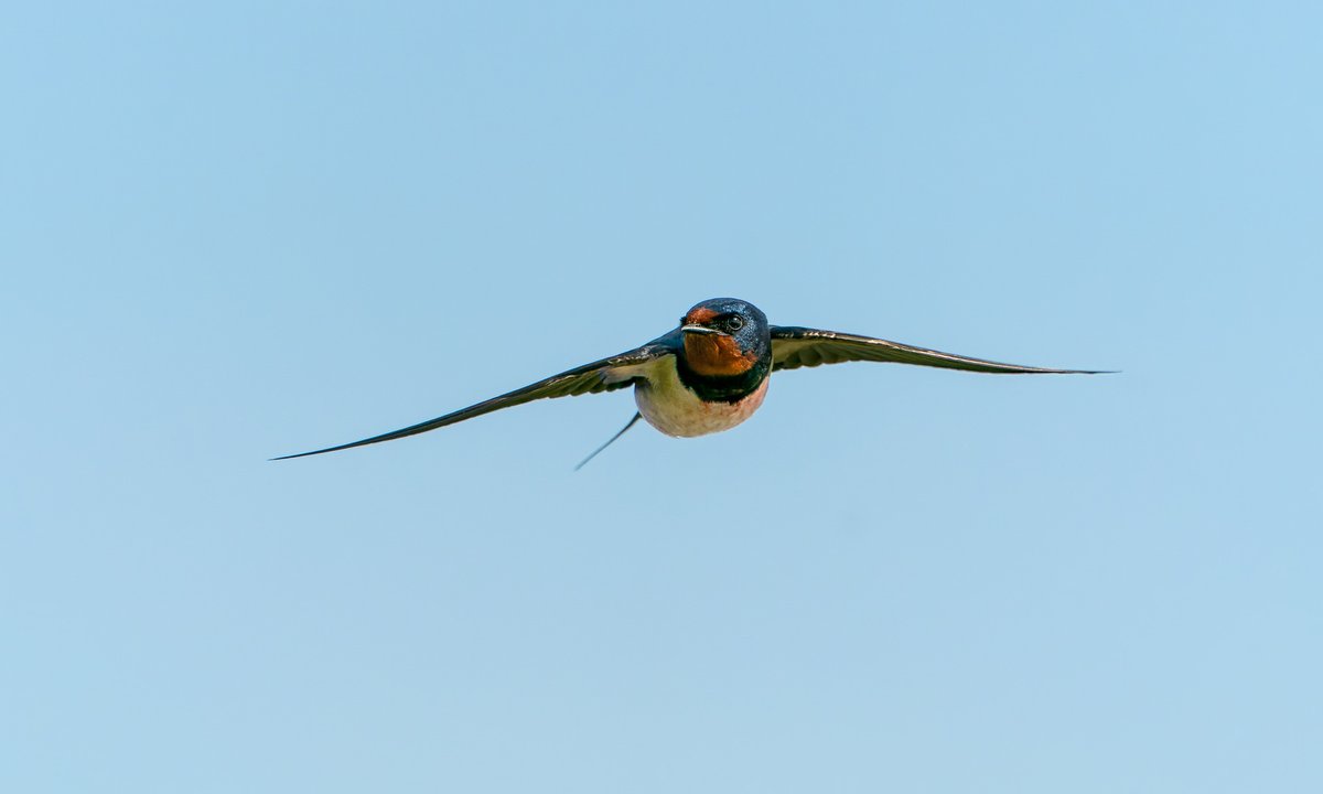 Swallows getting busy around the hides @NWTCleyCentre