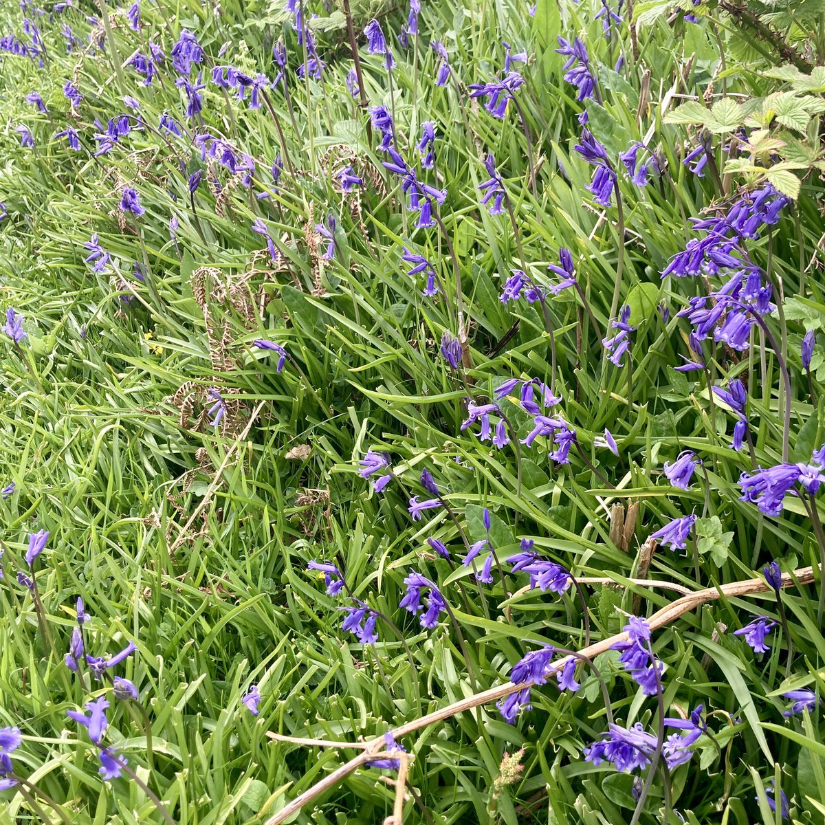 Blue
Bells
are
Back