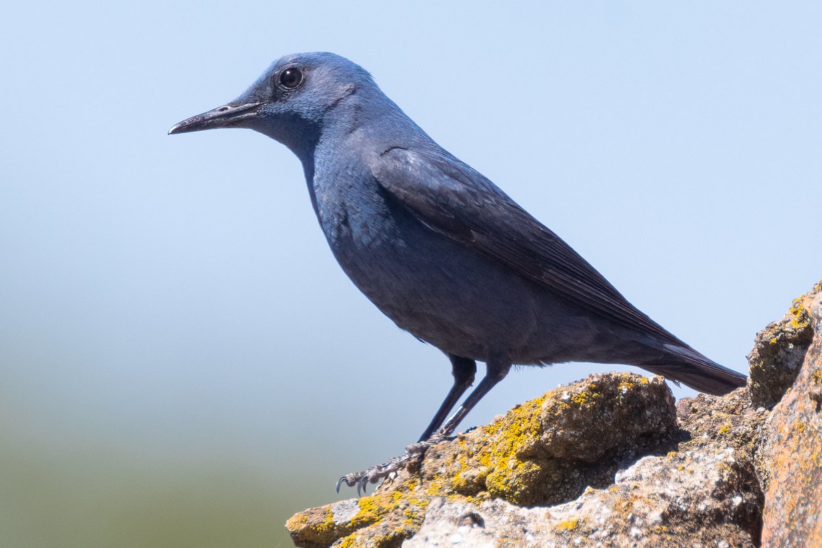 Blue Rock Thrush Alentejo, Portugal