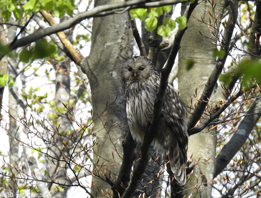 The best possible #Dinaric forests trio - all in one day! (Something every visiting naturalist wants to see in #Slovenia): Brown Bear, Lilford's White-backed Woodpecker & Ural Owl. Wow! #wildslovenia #brownbear #whitebackedwoodpecker #uralowl #Snežnik