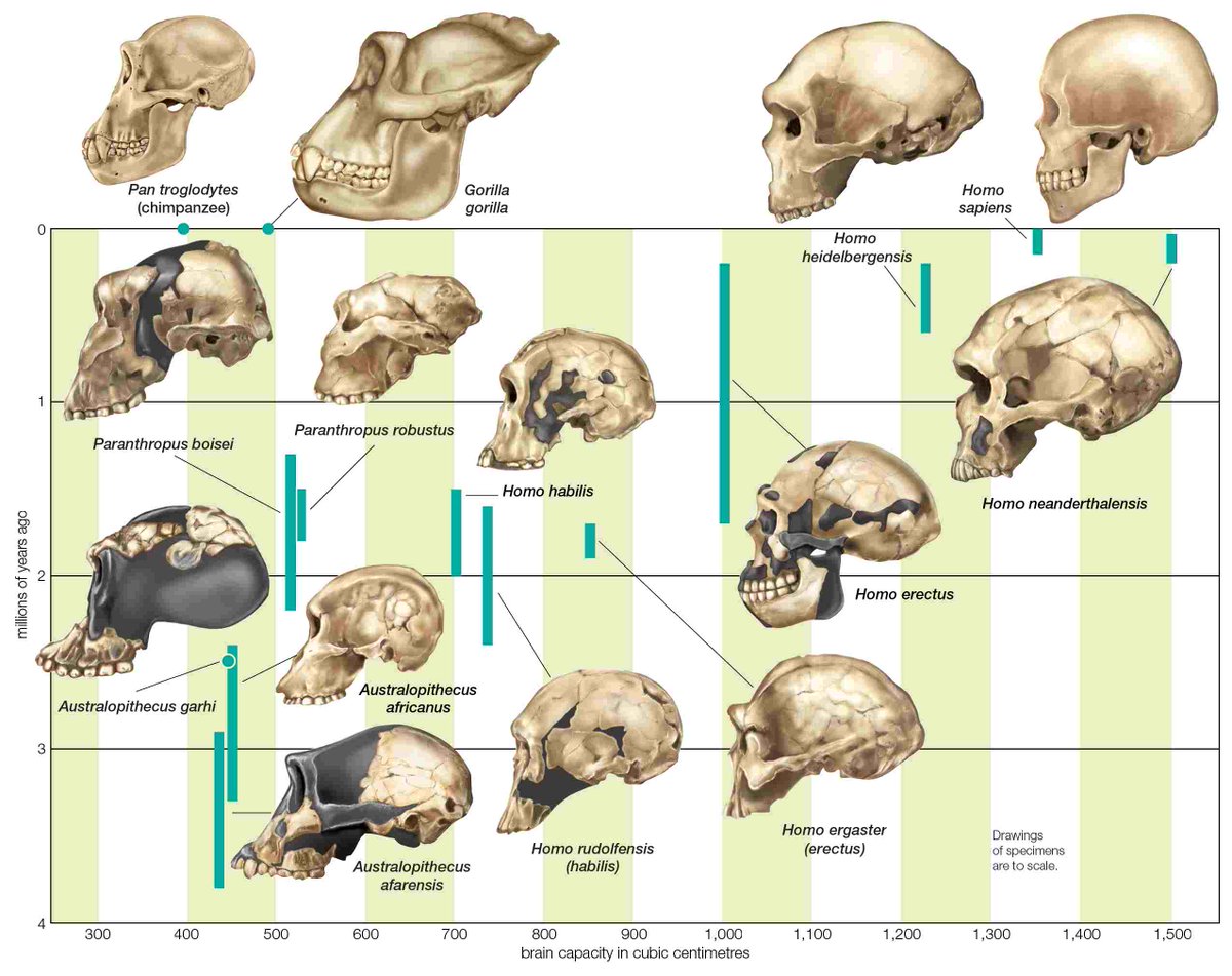 @noahsflood_ @GadSaad @piersmorgan There have been millions of observations. Some of the best are for hominids. Sadly, when people become wedded to magical thinking, they can seemingly deny the stark facts they can see with their own eyes: