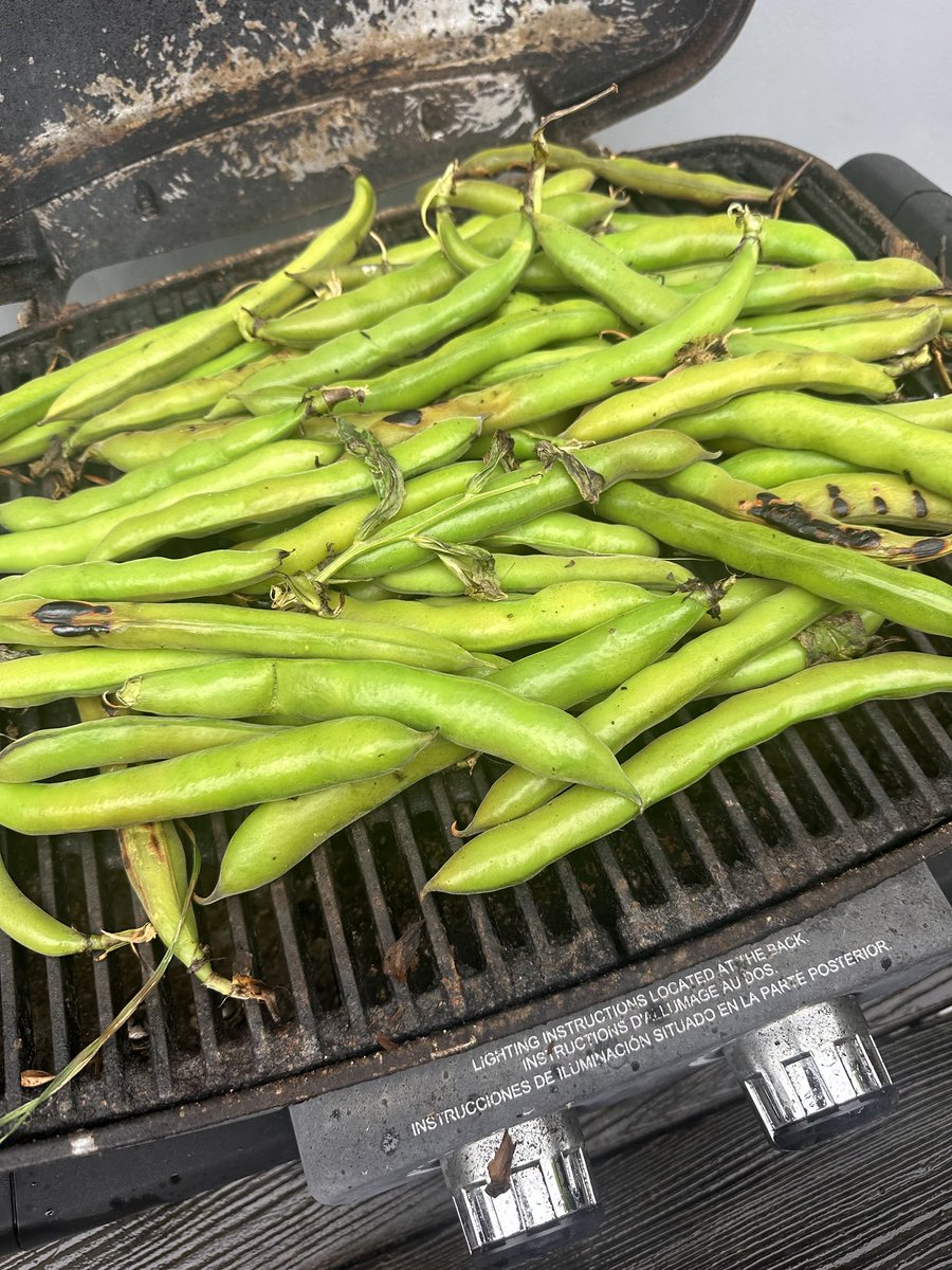 First favas from ⁦@Popelouchum⁩