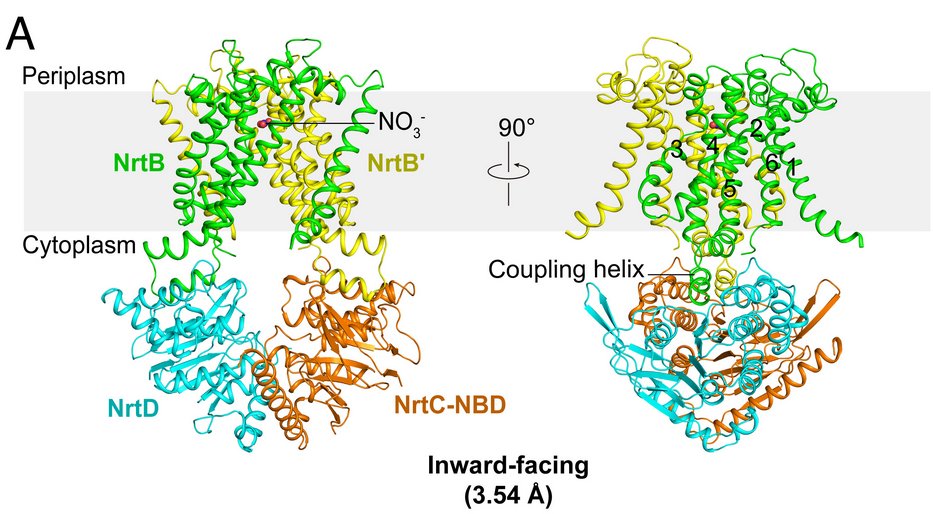 Allosteric regulation of nitrate transporter NRT via the signaling protein PII. @PNASNews 121, e2318320121. Check the #CryoEM #structure of this #ABC #transporter in the UniTmp database: pdbtm.unitmp.org/entry/8wm8

pnas.org/doi/10.1073/pn…
