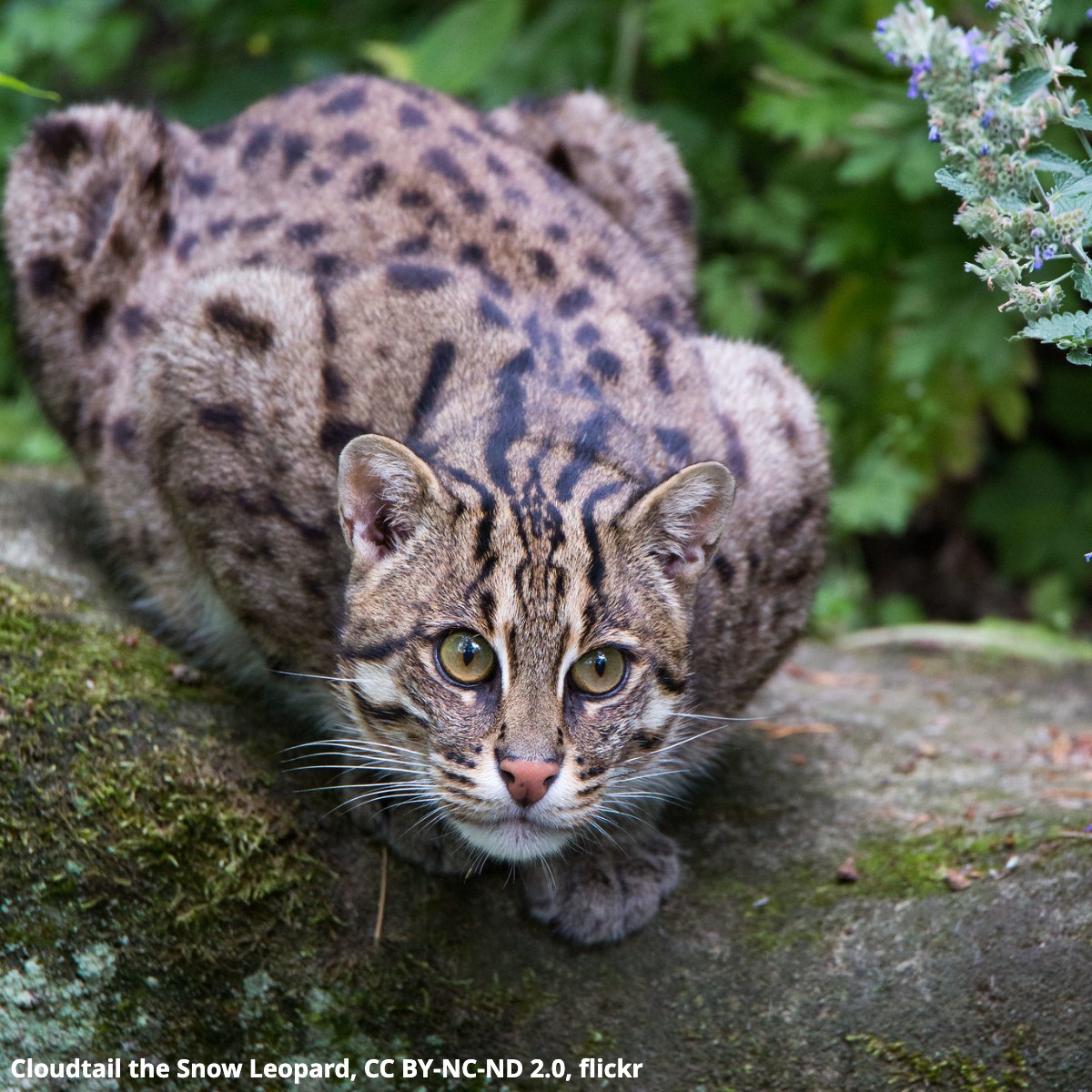 Happy Caturday! Meet the fishing cat. Found in parts of Southeast Asia, this critter prefers to inhabit areas near bodies of water, like mangroves, marshes, & swamps. It's a specialized fish-hunter, sometimes dunking its head below the surface to catch food in its mouth.