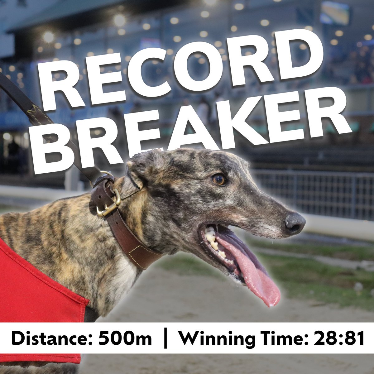 Congratulations to Queen Joni who broke the 500m track record tonight in an incredible 28.81 seconds! 🏅 Congratulations to all connections! 🎉