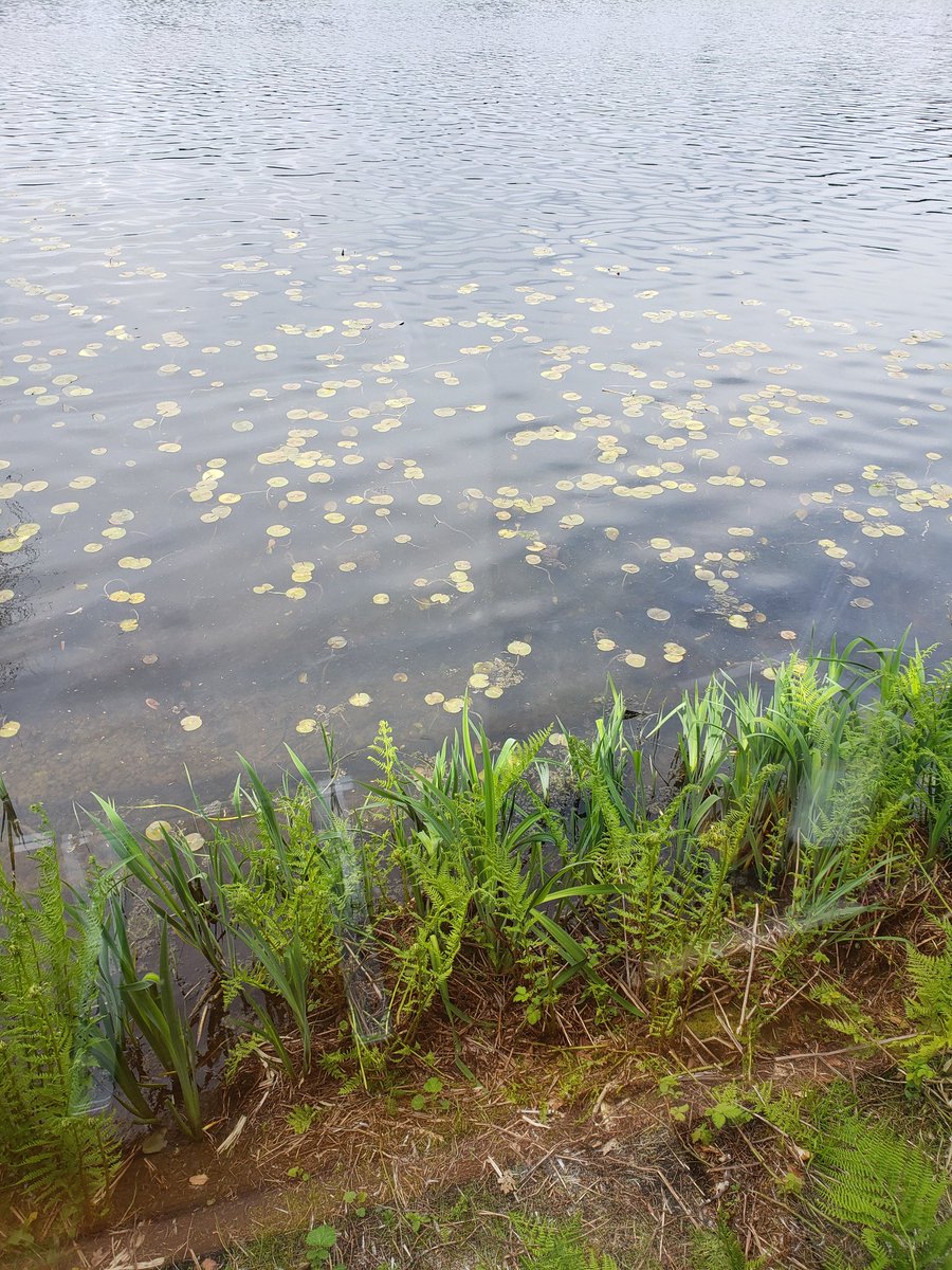 Are these plants lily pads? So many of them are floating at the edge of the lake right in front of the house where I am doing my writer's residency this month