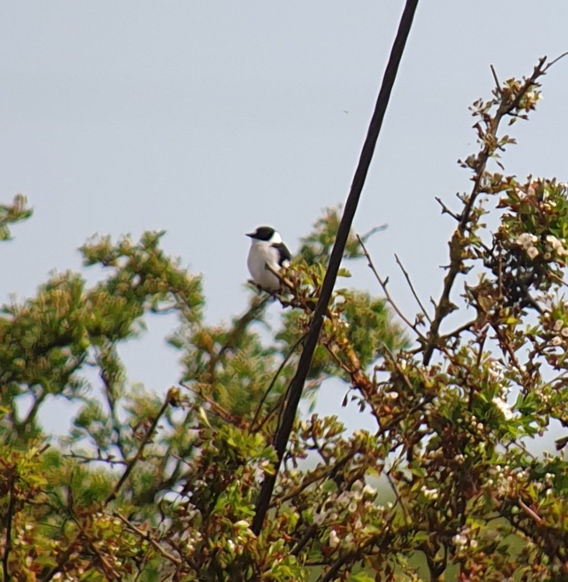Its taken 40 years or more but finally caught up with an English Collared Fly