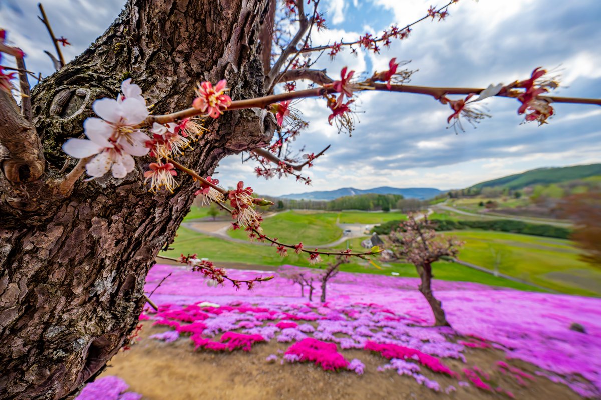 桜と芝桜撮って来ました。🌸 北海道もようやく花盛りです。 #桜　#サクラ　#芝桜　#花のある風景　#風景写真