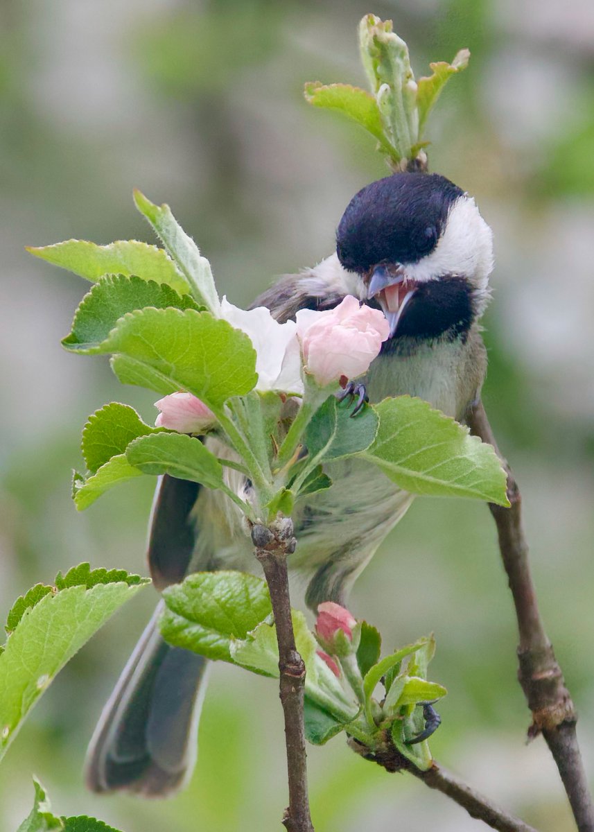 A #Chickadee can make #AppleBlossoms look delicious!

#Birdwatching #TrumbullCT