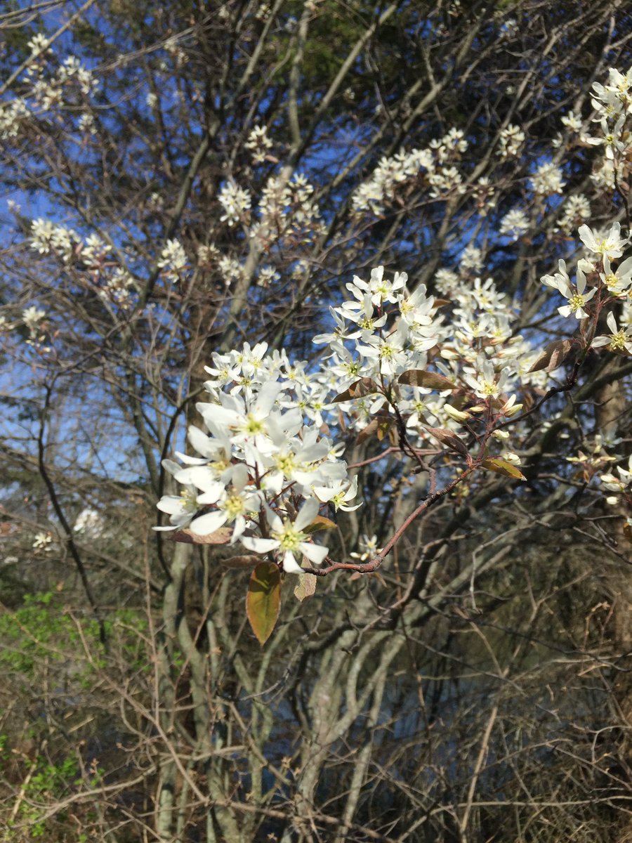 #educatorsONtherun #RWRunStreak Day 1620 Another sunny 3.25 miles (5.2 km) run this afternoon. Smooth serviceberry now in bloom. #RunEveryDay