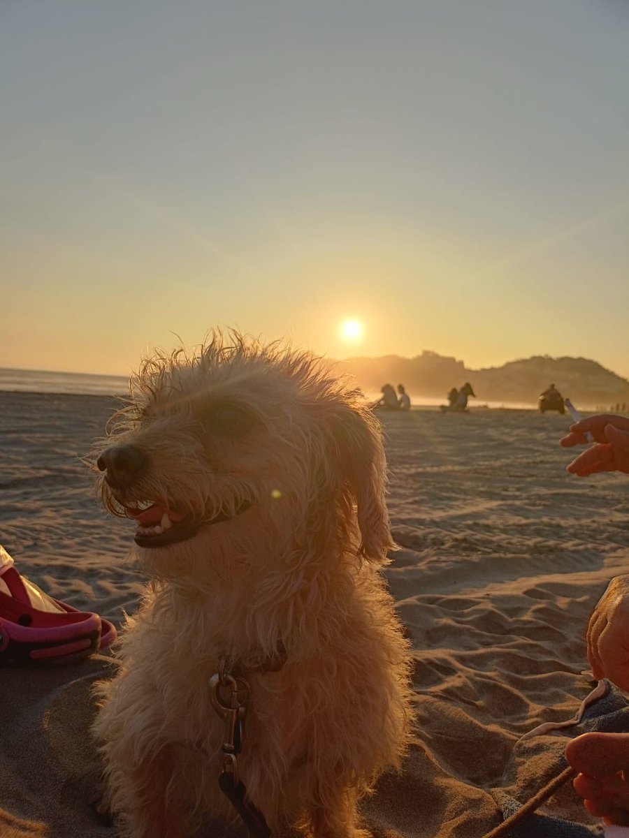 Un día eres un perrito en situación de calle,asustado y rogando que alguien te ayude 🥺. Unos años después te vas de vacaciones con tu familia y admiras el mar y la playa sin ninguna preocupación.🥰 Estos cambios son posibles cuando rescatamos y ustedes adoptan …♥️