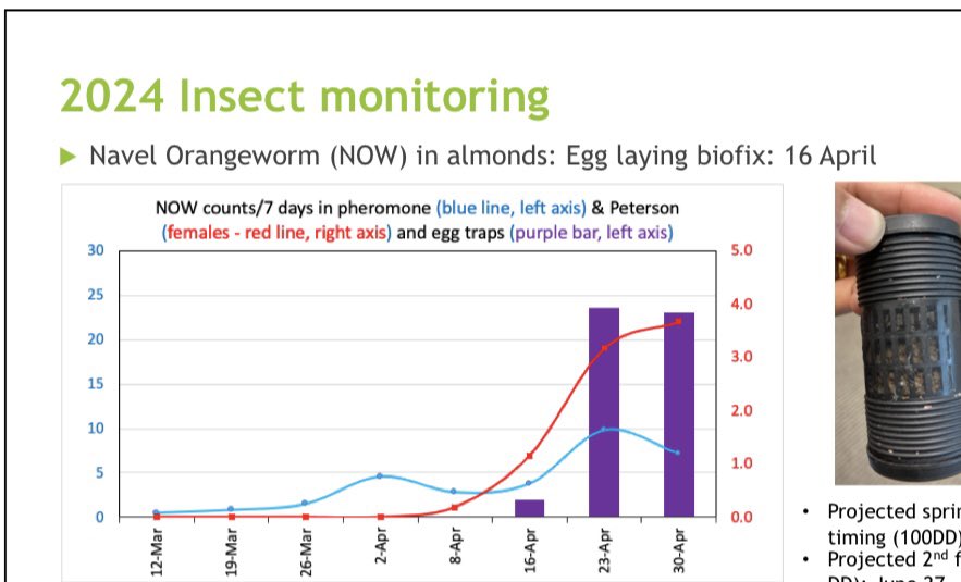 Navel orangeworm egg laying activity in almonds has been going up - not surprising for given the high overwintering populations and the prevalence of mummy nuts out there. Keep track of what’s happening throughout the season is crucial. Numbers from Modesto area.