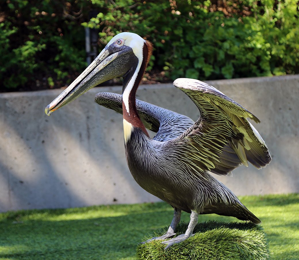 Meet Pip! You can find her on our Pelican Stage at 11:30am daily, ready to teach folks about Oregon’s bird life. 🪶

#pelicans #oregoncoast #oregonbirds #oregoncoastaquarium
