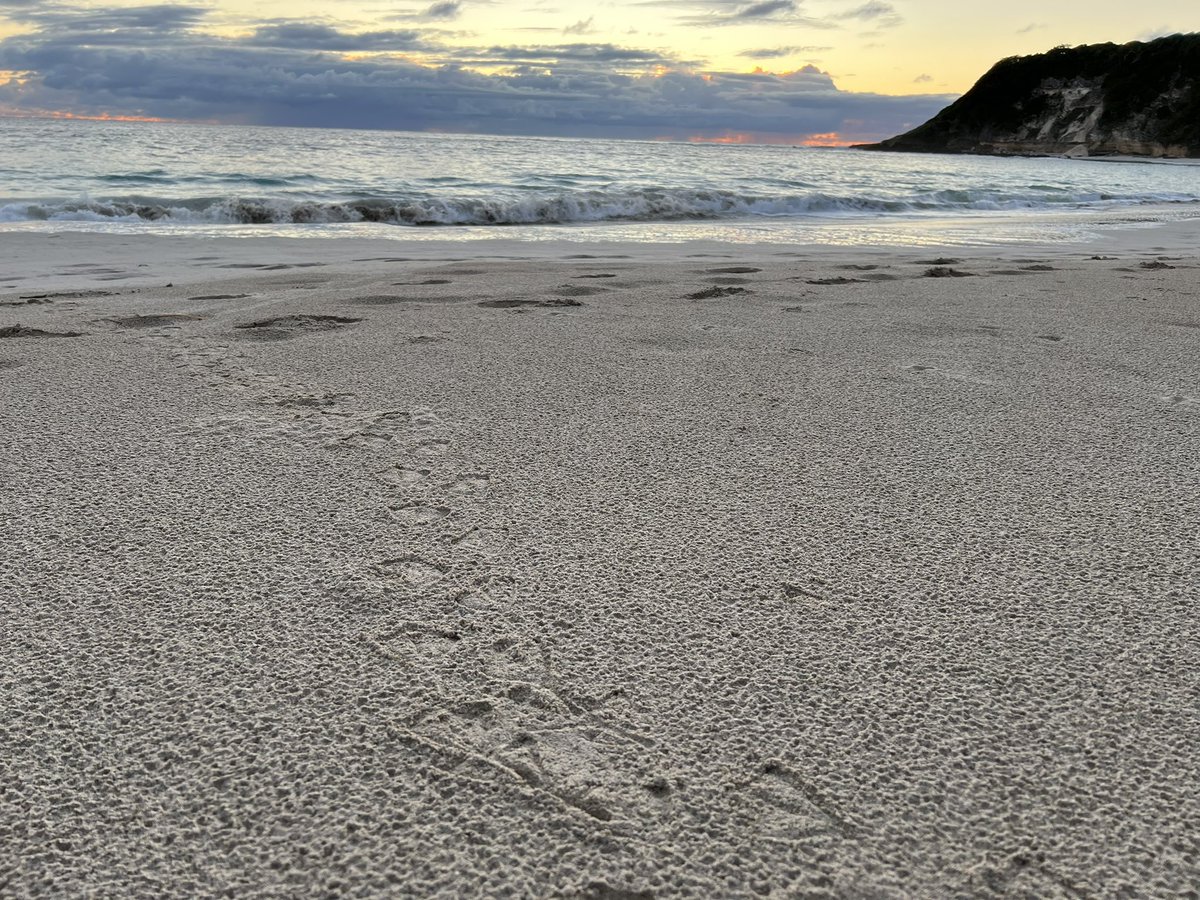 Freedom!!! The beaches are covered in #shearwater chick footprints all heading in one direction. Over the next 2 weeks, they’ll wing their way across the Pacific Ocean, flying non-stop to the Sea of Japan 🪶🌏 #OceanWanderers #migration #seabird #fledging #LordHoweIsland