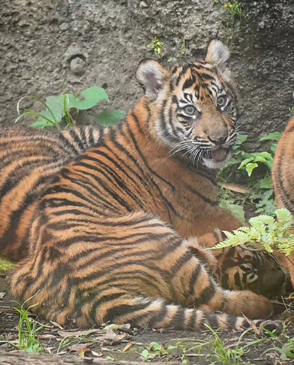 無邪気に遊ぶ中の微笑みに、楽しさが良く伝わります…😄
#スマトラトラ #上野動物園  #sumatrantiger #tiger