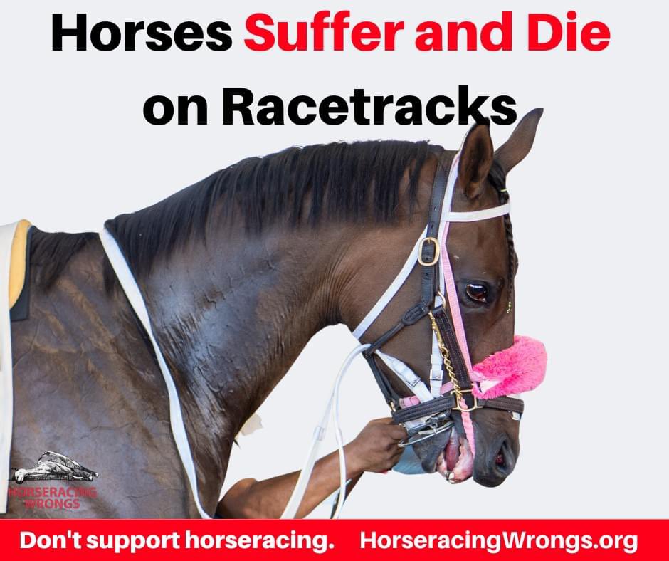 The Death of a Racehorse: Tempting Eyes – “horse caught reins in rail and snapped neck” #EndHorseracing #KYDerby