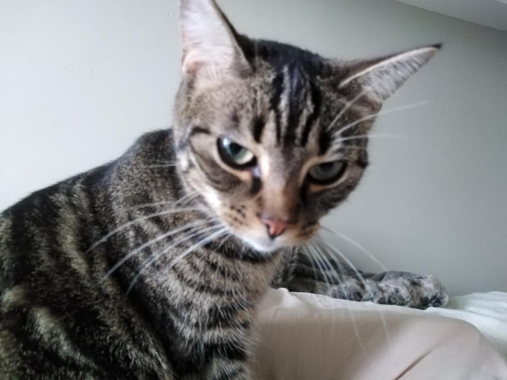 Arch_Novarias's tweet image. Day 630 and 631 - I'm so bad at this, lol. Consistantly tweeting on the daily is rough for me. Catch up time: Yesterday's swamp map and a kitten! All the things. Grid Size 42x42 follow up burrow for this map on Monday.