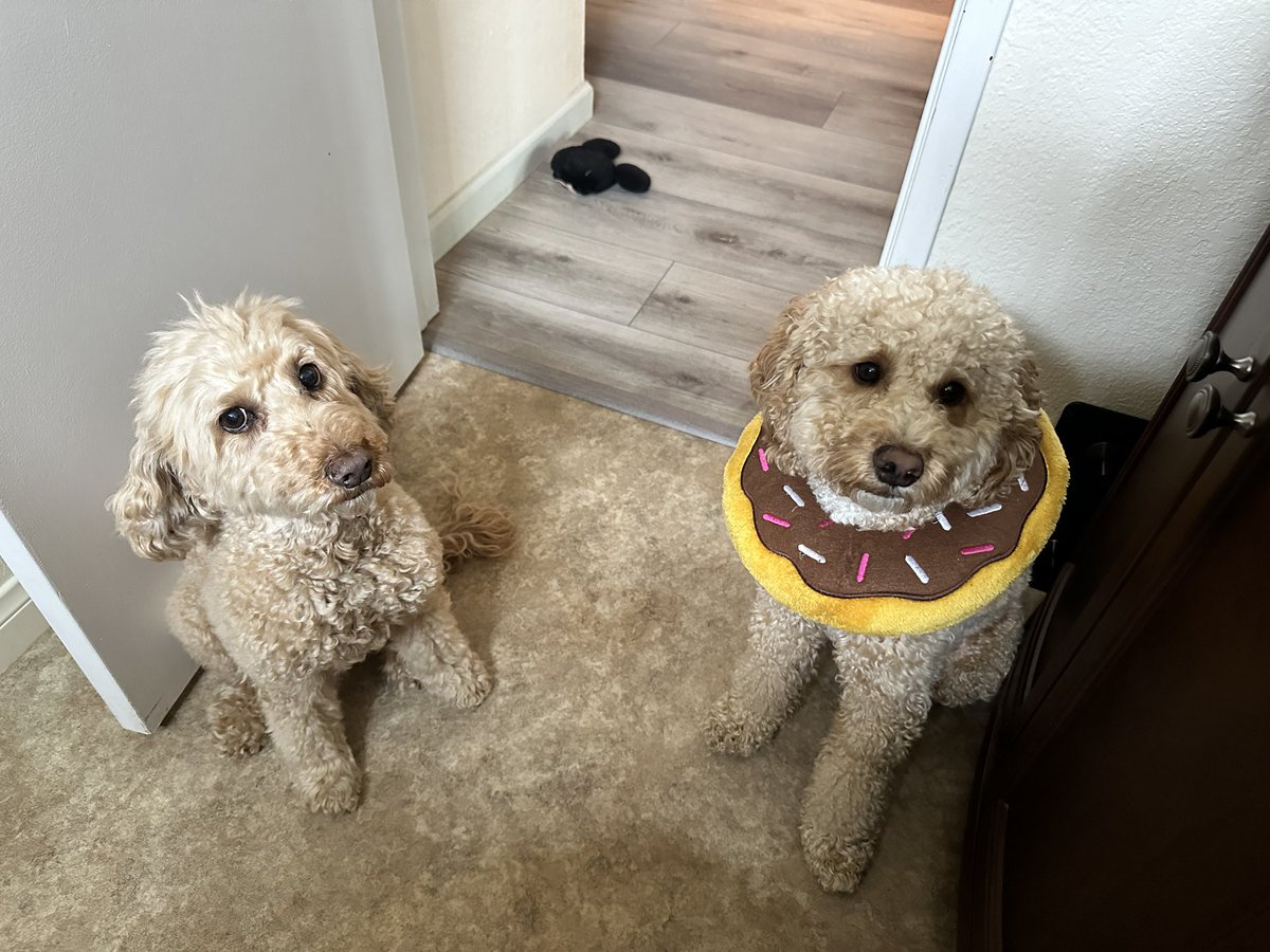 My dogs.
Kenzie, on the left, represents Conservatives.
Casey, on the right, represents Liberals.
Casey wanted a toy and put his head where it shouldn’t have gone.
Kenzie is making fun of him.
#ConservativeParty 
#LiberalismIsAMentalDisorder 
#Trump2024AmericaFirst