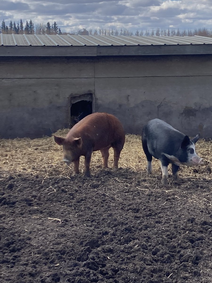 We went whole hog this spring! Thank you so much to @SerbenFarms for the wonderful haul of nutritious and delicious pork. We will be eating locally raised and beautifully stewarded Alberta meat for all of the months to come. #yegfood #AlbertaFarms