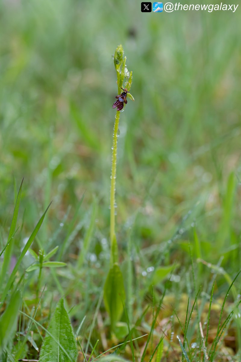 4/5/24 - A couple of my favourite #orchids seen today here on the Silverdale & Arnside AONB. a pink Green Winged (Anacamptis morio) and a Fly #Orchid (Ophrys insectifera). It was wonderful to meet new faces, and also those who I hadn't seen in a while! #wildflowerhour