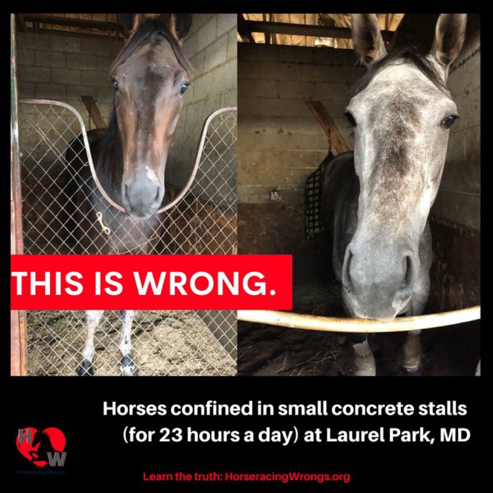 Horseracing is animal cruelty 🚫🏇🏼🚫🏇🏼

#endhorseracing #KYDerby