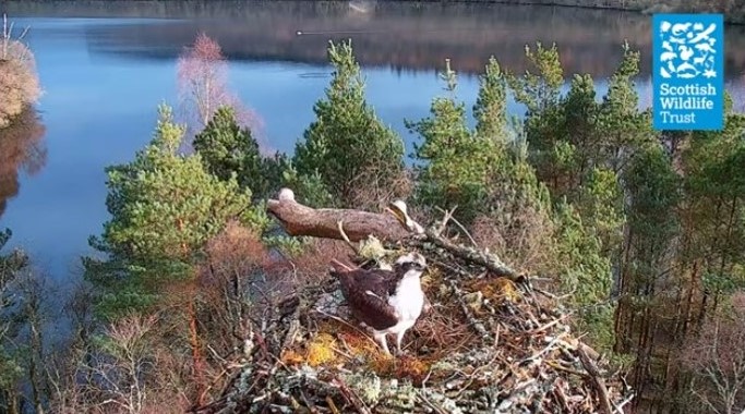 Police appeal for information after Osprey remains found nr Loch of the Lowes reserve in Perthshire. This is believed to be the famous breeding male, Laddie (LM12). Details ⬇️⬇️ raptorpersecutionuk.org/2024/05/04/pol…