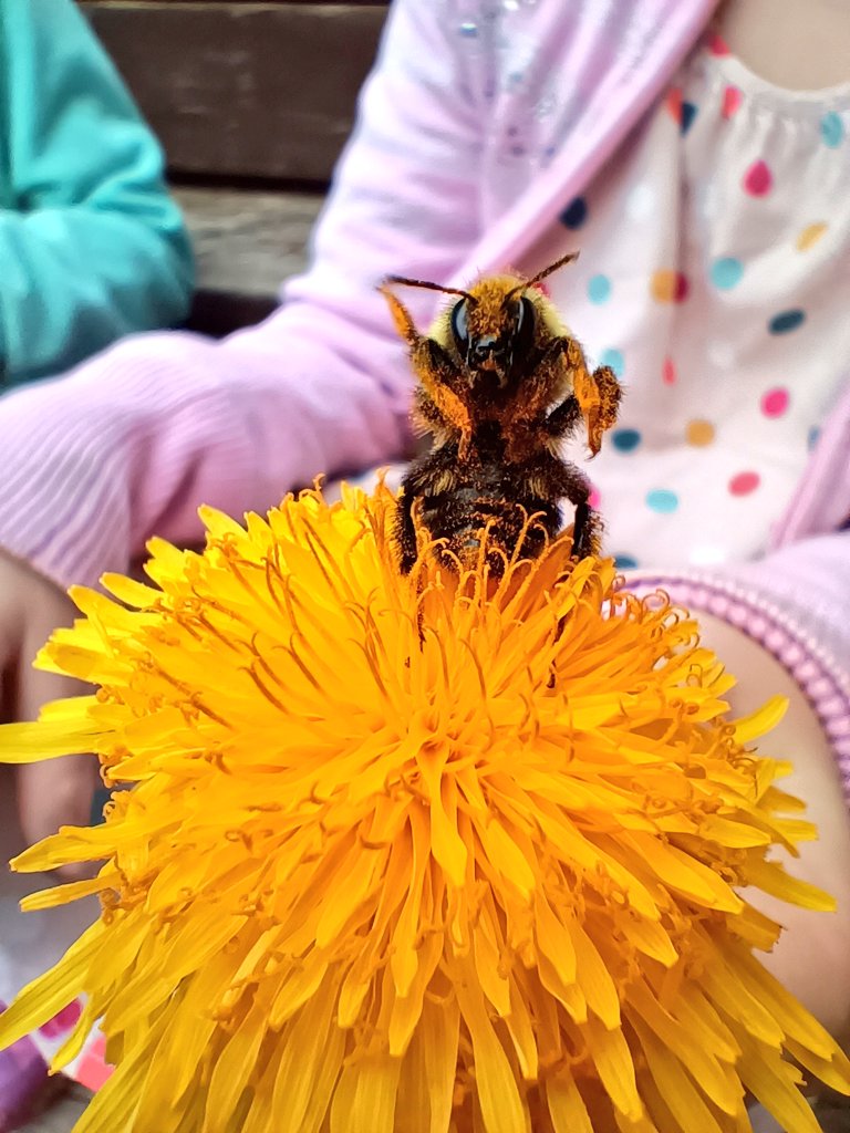 Found a little weak bumblebee in the grass today and fed her dandelions until she was strong enough to fly.. but she gave us a wave before flying off! 😍🐝