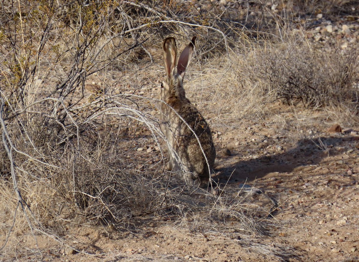 #ChihuahuanDesert today. Clouds over Tortugas Mountain and the Organs; Soaptree Yucca; flank of Tortugas; jackrabbit wearing its best camouflage.